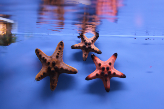  Protoreaster nodosus (Chocolate Chip Sea Star)